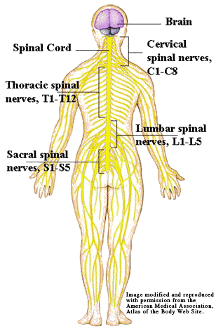 Spinal Cord Injuries - Lawyers Who Fight For You!